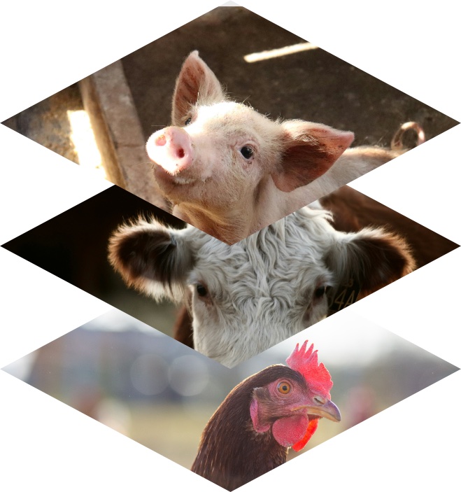 Swine, ruminant, and poultry